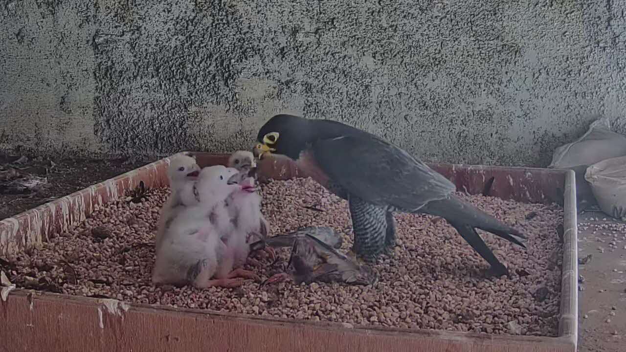The four peregrine falcons being fed by a parent. 