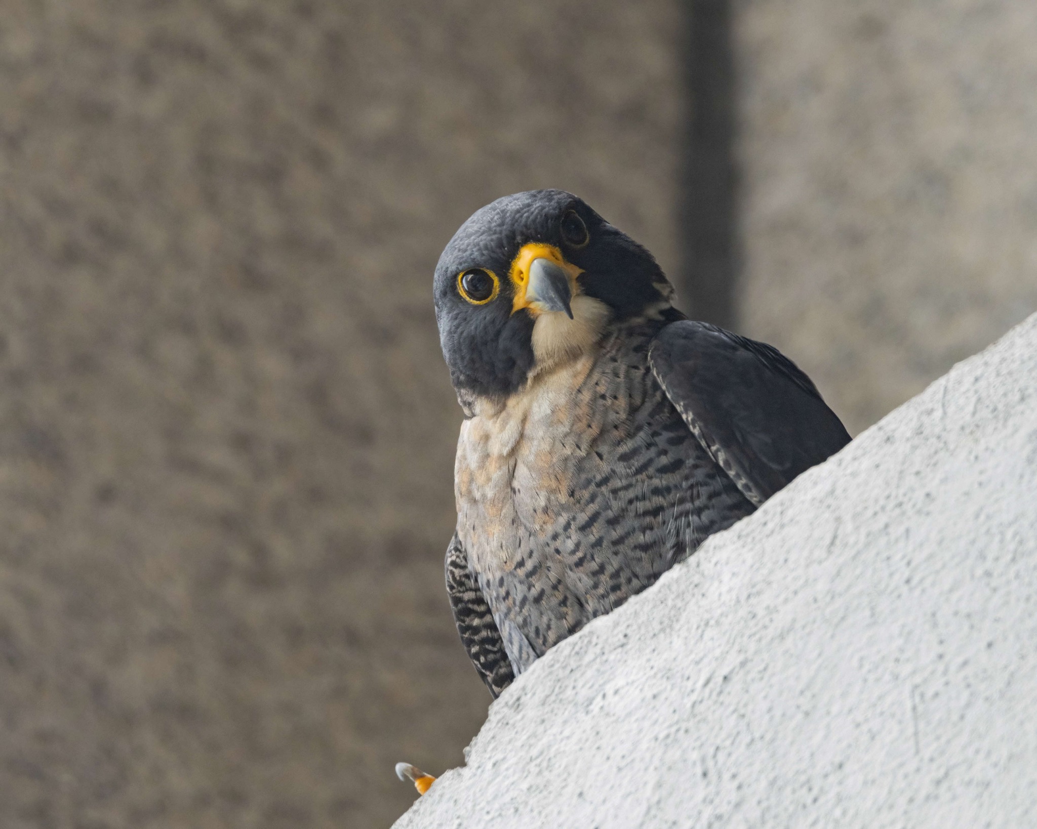 One of two resident peregrine falcons, belonging to the falco peregrinus ernesti subspecies, at OCBC Centre.